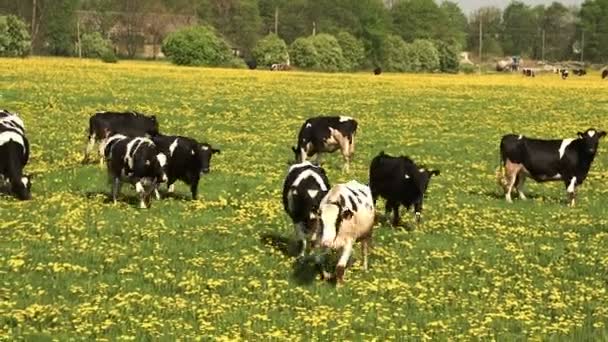 Beaucoup de vaches noires et blanches marchant sur le terrain — Video