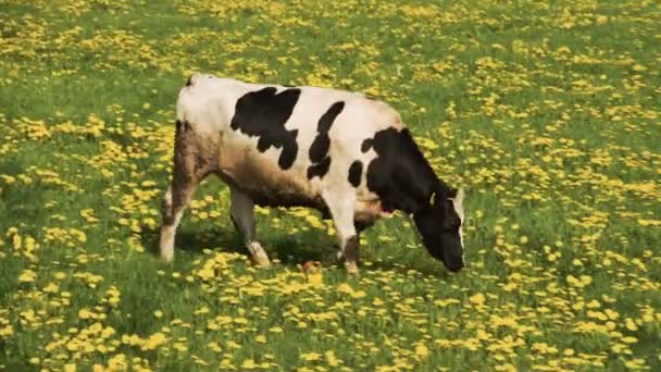 A white cow with black spots walking to the other cows