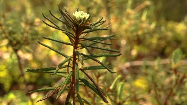 Een witte rhododendron bloem op haar fabriek — Stockvideo