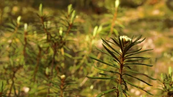 Una planta blanca de Rhododendron — Vídeo de stock