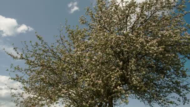 Een appelboom die met geen vruchten — Stockvideo