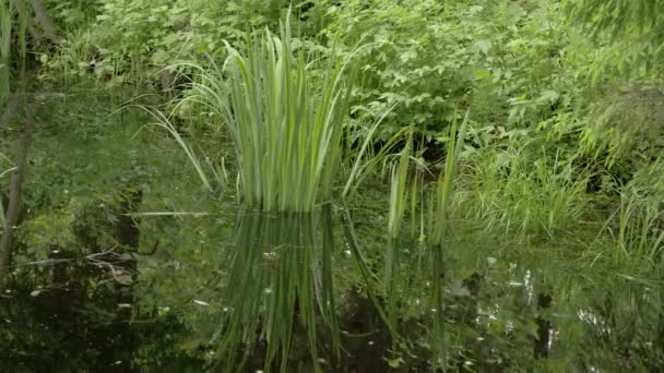 Une herbe jaune iris — Stockvideo