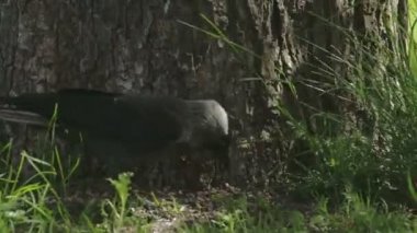 fs700 odyssey 7q atlamalı bir siyah küçük karga