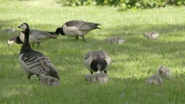 Conjunto de ganso y goslings en la hierba FS700 Odyssey 7Q — Vídeo de stock