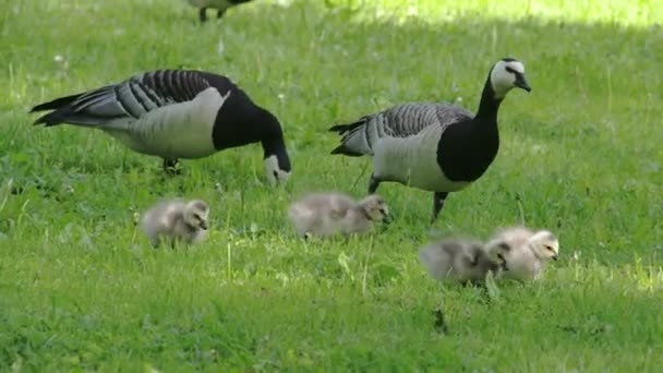 The goose and the goslings around the park FS700 Odyssey 7Q — Stock Video