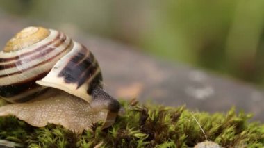 Salyangoz ve kabuk fs700 odyssey 7q