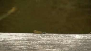 uçan bir yusufçuk fs700 odyssey 7q