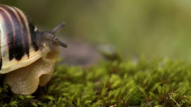 Les escargots sortent de la coquille FS700 Odyssey 7Q 