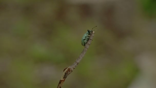 Un insecto escarabajo en la punta del tallo FS700 Odyssey 7Q — Vídeos de Stock