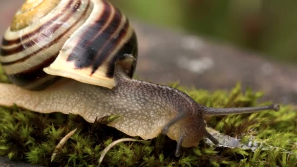 蜗牛吃一些草 fs700 奥德赛 7q — 图库视频影像