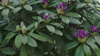 Mor Rododendron çiçekleri