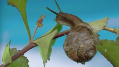 yeşil yaprak yiyen sümüklüböcek