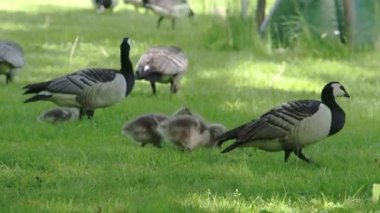 Anne kaz ve onu kuşlar