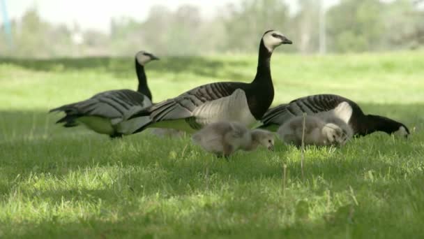 Gooses och gässlingar äta gräs — Stockvideo