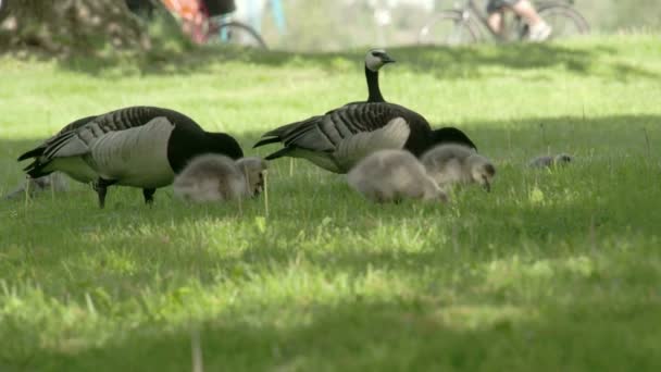 Ganso y goslings comiendo algo — Vídeos de Stock