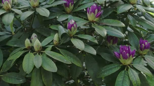 Paarse Rhododendron bloemen — Stockvideo