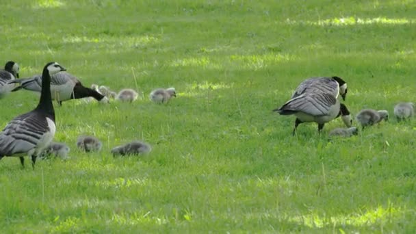 Oies et oisons mangeant de l'herbe — Video