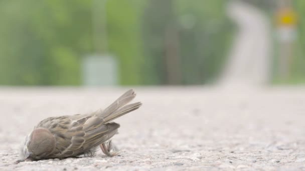 Toter Spatz auf einer Autobahn — Stockvideo