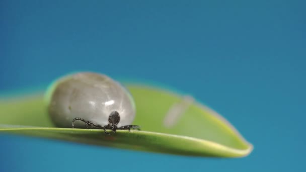 Garrapata gorda arrastrándose en la hoja — Vídeos de Stock