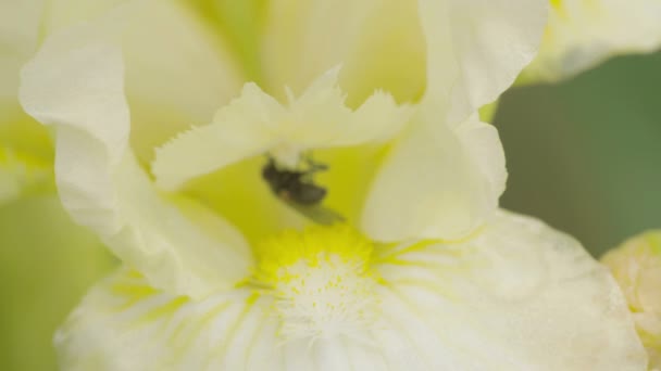 Mosca chupando néctar de la flor — Vídeo de stock
