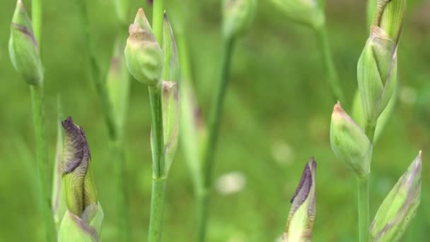 Lila orkidé blommor — Stockvideo