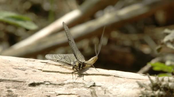 Papillon couché sur le bois 