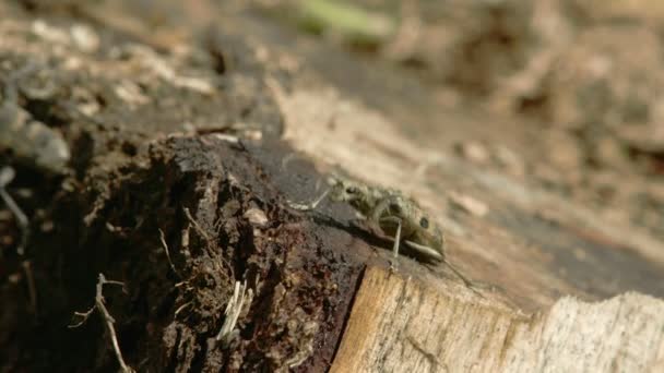 Coléoptères sur le bois — Video