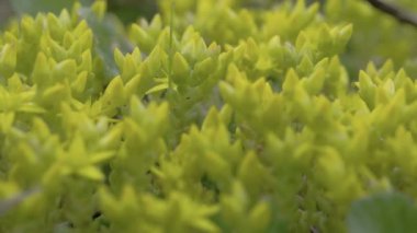 Sarı serum bitki fs700 odyssey 7q yaprakları görmek