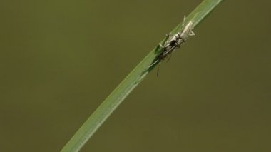 iki bugs yaprak fs700 odyssey 7q üzerinde çiftleşme