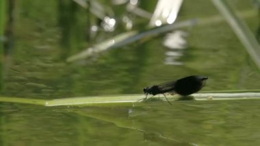 bir damselfy kanatlarını yayılıyor ve fs700 odyssey 7q uçmak için kapalı