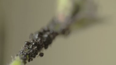 yaprak bitleri veya blackflies kök fs700 odyssey 7q içinde kolonisi