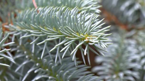 Olhar mais atento de Picea Pungens ou Abeto Azul GH4 — Vídeo de Stock