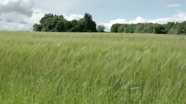 Grüne Gerstenpflanzen, die im Wind wehen fs700 odyssey 7q — Stockvideo