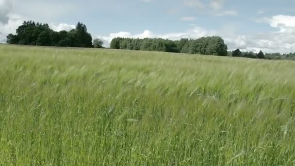 Un champ d'agitation verte Hordeum vulgare plant FS700 Odyssey 7Q 