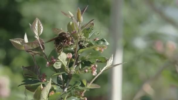 A European hornet flying on a plant FS700 Odyssey 7Q — Stock Video