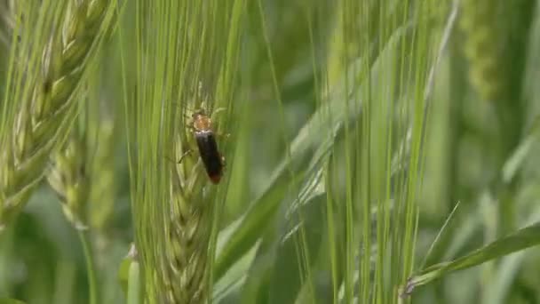 A fly or pest sticking on the green barley plant FS700 Odyssey 7Q — Stock Video