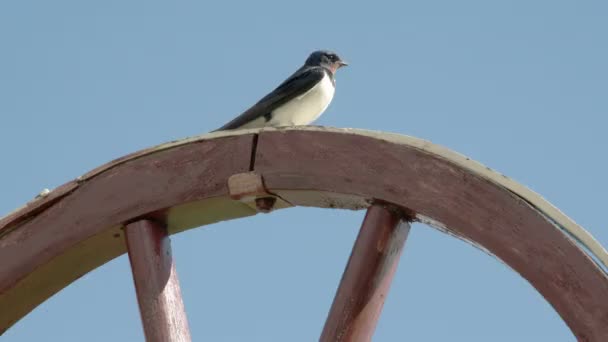 Un pájaro de la golondrina del granero que mira alrededor FS700 Odyssey 7Q — Vídeos de Stock