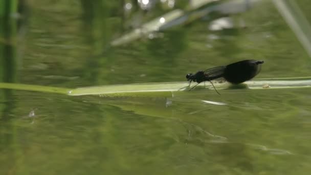 Una mosca negra de pie sobre la hoja verde FS700 Odyssey 7Q — Vídeos de Stock