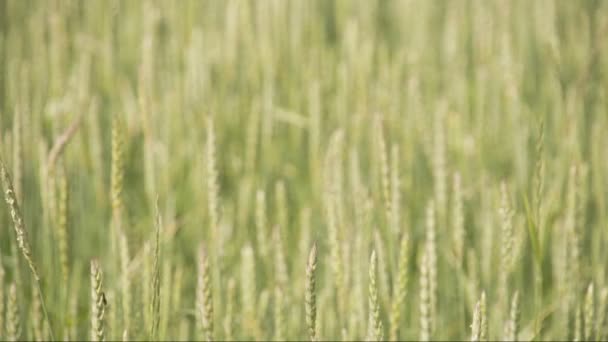 Dicht omhoog kijken van de bruine tarwe gras fs700 odyssey 7q — Stockvideo