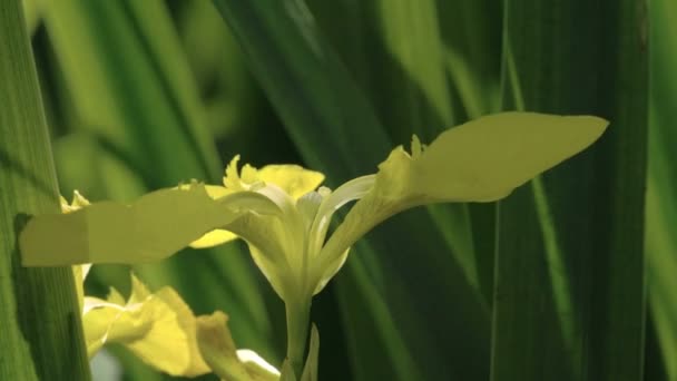 Il bellissimo petalo del fiore giallo Iris FS700 Odyssey 7Q — Video Stock