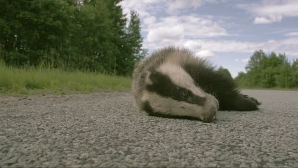 Un blaireau mort couché dans la rue FS700 Odyssey 7Q — Video