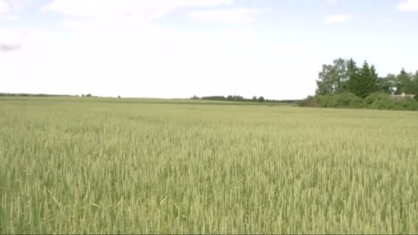 The view of the field with wheat grass FS700 Odyssey 7Q — Stock Video