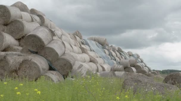 The heap of rolls of hay balls in the field  FS700 Odyssey 7Q — Stock Video
