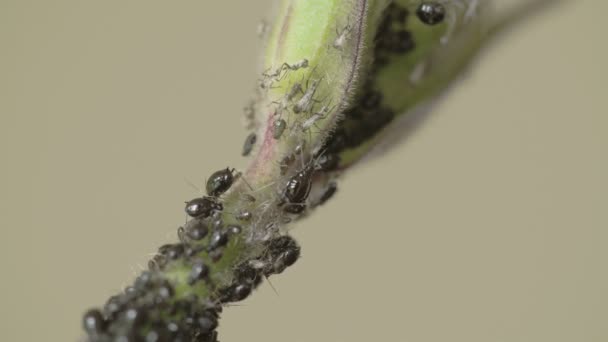 An aphid crawling on the stem while others are sleeping FS700 Odyssey 7Q — Stock Video