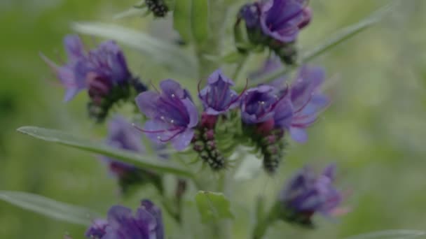 Blueweed 花 fs700 奥德赛 7q 的特写 — 图库视频影像