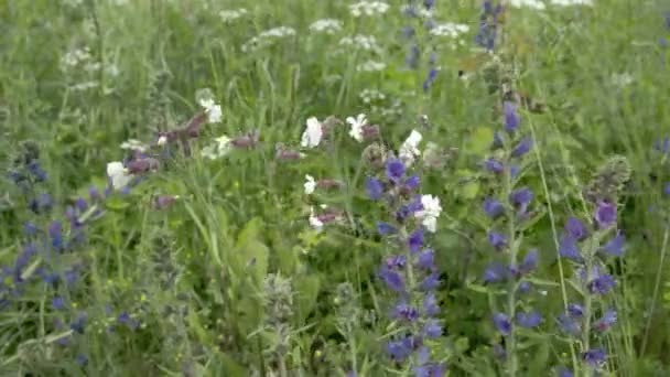Soapwarts et fleurs de Blueweed dans le jardin FS700 Odyssey 7Q 