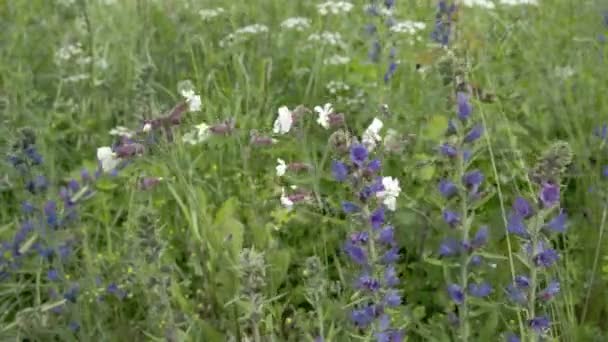 Soapwarts and Blueweed flowers in the garden FS700 Odyssey 7Q — Stock Video