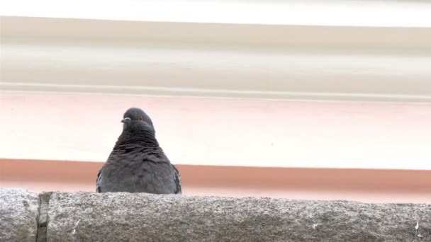 Vlaštovka obecná pták na vrcholu budovy gh4 — Stock video
