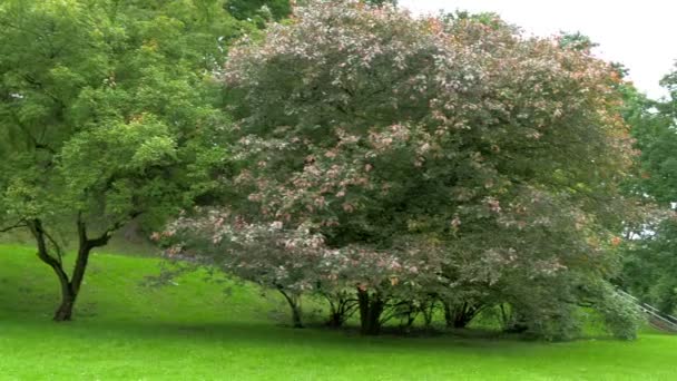 El parque de la colina Toome en Estonia GH4 — Vídeo de stock