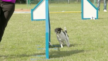 bir köpek bir köpek gösteri yaptığı trainor fs700 odyssey 7q